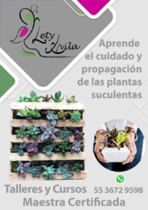 plantas